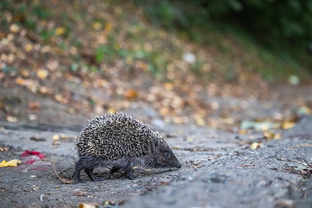 落差巨大😖曼联上赛季26轮后高居英超第6，本赛季暴跌至第15位.